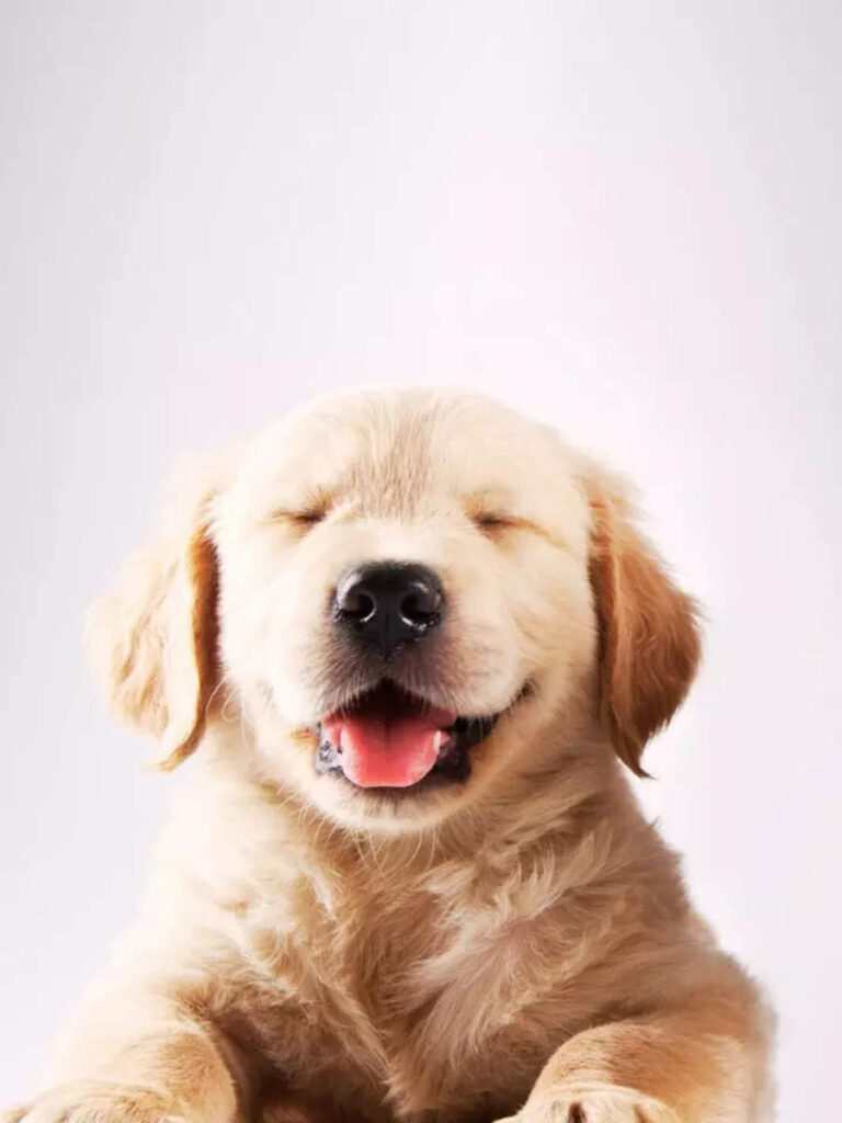 10 cutest puppies that will warm your heart