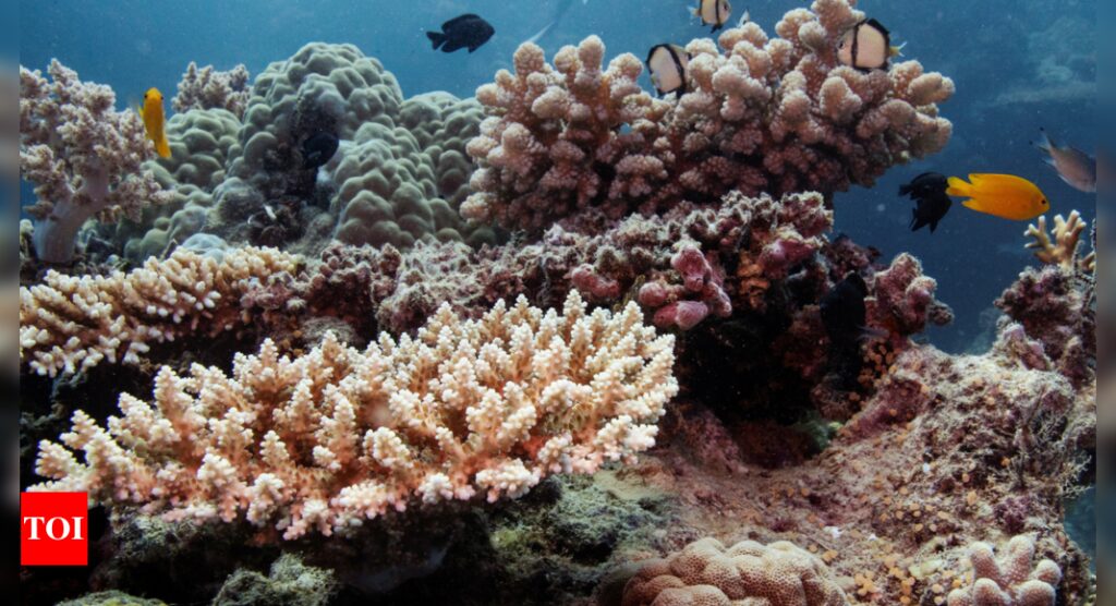 Coral Mortality: Parts of Great Barrier Reef suffer highest coral mortality on record