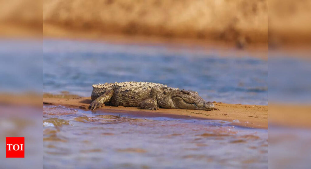 Odisha: 12 baby gharials released into Satkosia gorge | India News