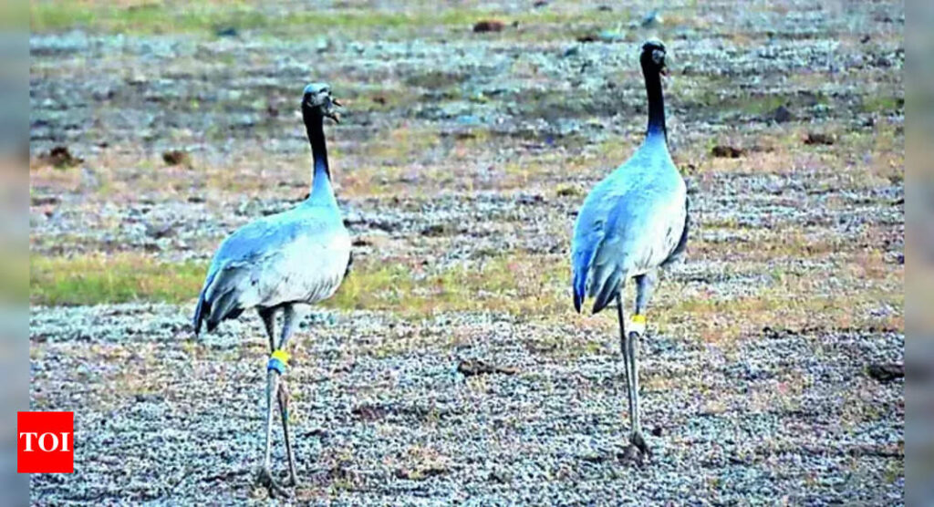 Siberia to Rajasthan, crane sets a flight record – 3,676 km | India News