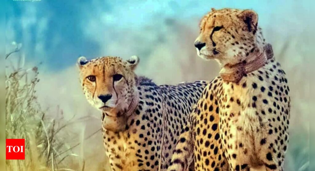 Two cubs born just two days ago to cheetah Neerva found dead at Kuno National Park | India News