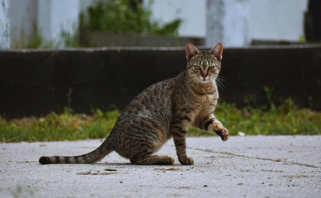 Adopted a stray cat? Vet shares a complete guide for immediate care; from first contact to feeding