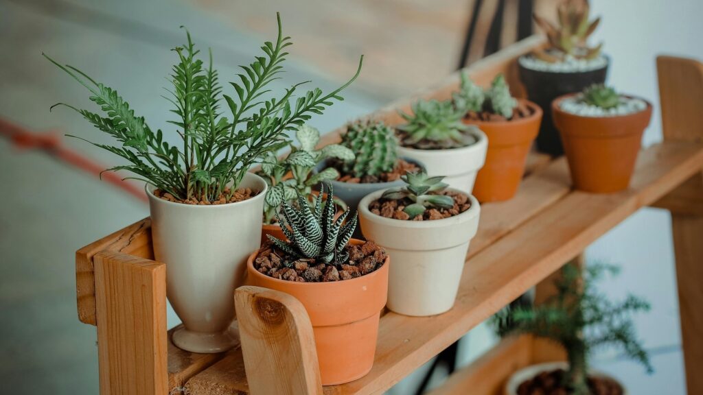 Best indoor plants for your home: Top 8 picks for a fresh, lush and air-purifying home environment