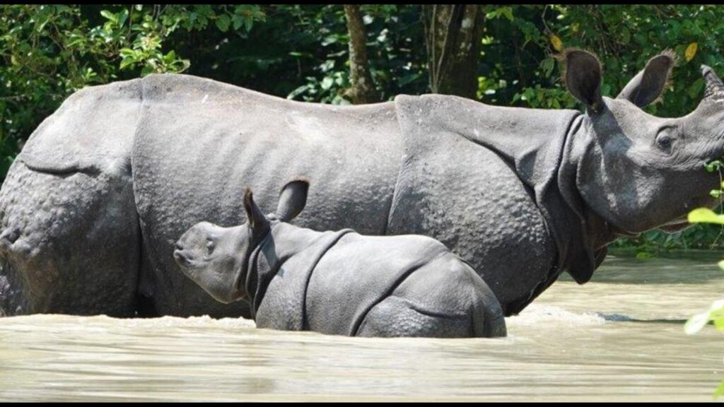 Kaziranga elevated corridor tenders to be issued within 5 months: Assam CM