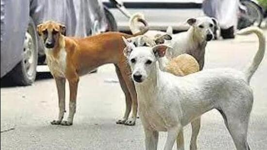 Kolkata News Live Today November 28, 2024 : New SOP for animal lovers to feed stray dogs in West Bengal