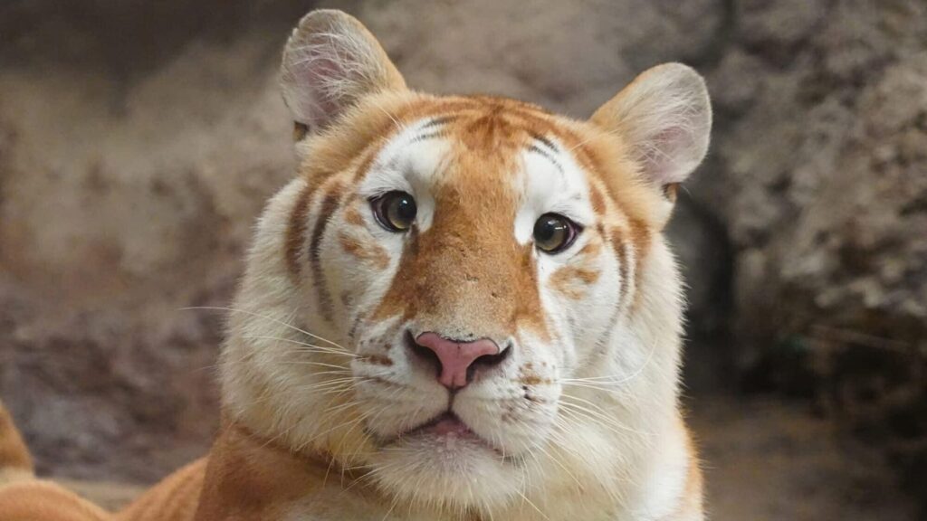 Meet Ava: The 3-year-old golden tabby tiger taking the internet by storm