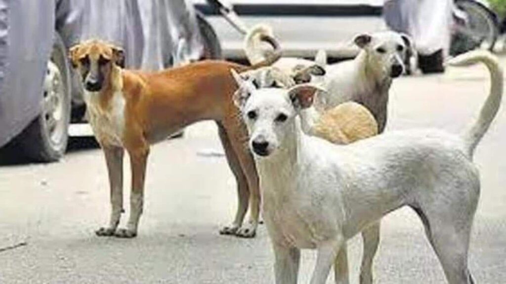 New SOP for animal lovers to feed stray dogs in West Bengal | Kolkata