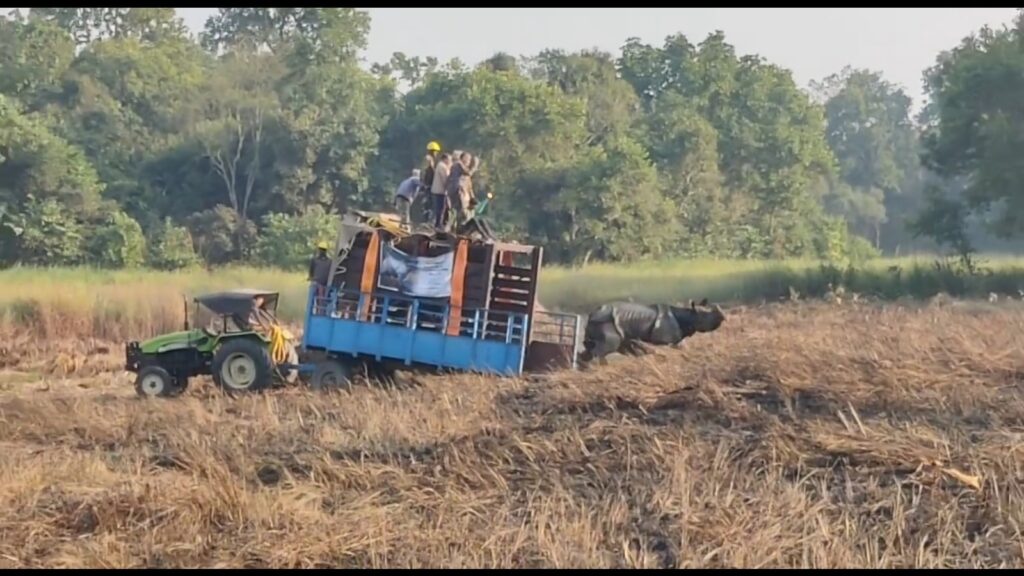 Raghu the rhino released into Dudhwa forest after 40 years, three more to follow