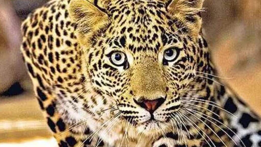 Uttarakhand: Leopard responsible for death of 3 children killed in Tehri Garhwal