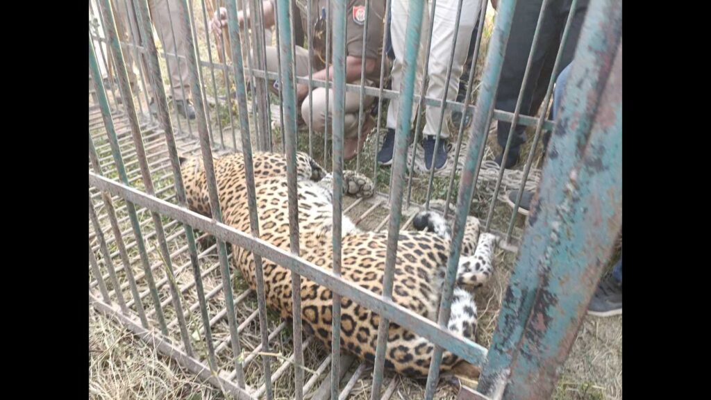 14 hurt in string of Farrukhabad leopard attacks, big cat tranquilised later