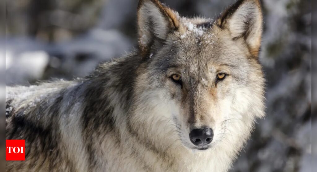 European Commission considers weakening protections for grey wolves: A look at the controversy