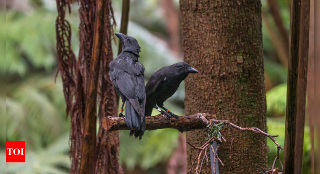 Scientists release last five Hawaiian crow that went extinct in the wild decades ago