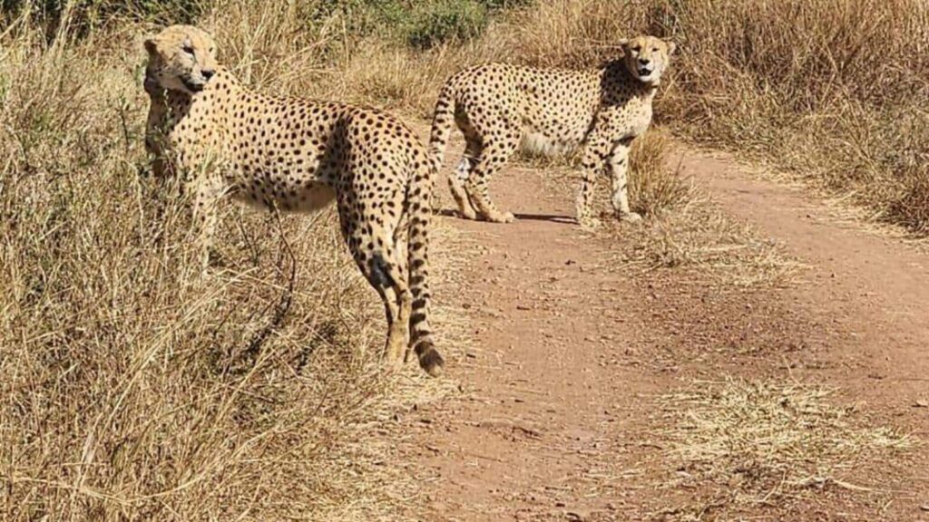 2 cheetahs released in Kuno National Park’s Aahera tourism zone