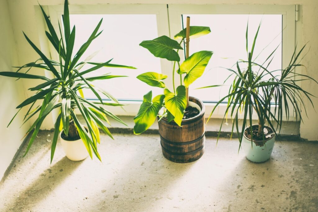Best plants to help with pollution in India: Top 6 options that help improve indoor air quality