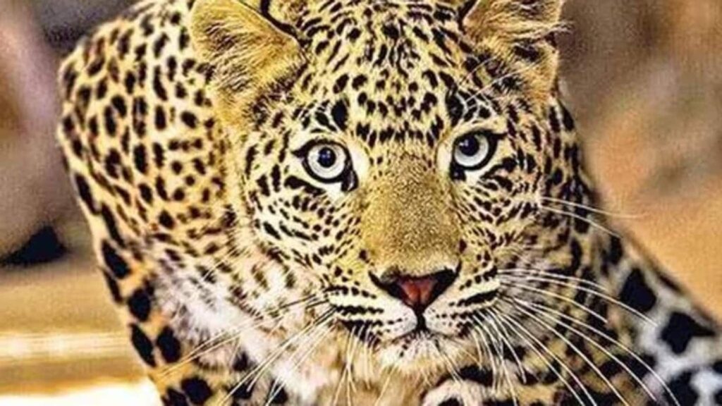 Leopard spotted in outskirts of Bengaluru, forest officials set traps to capture the animal | Bengaluru