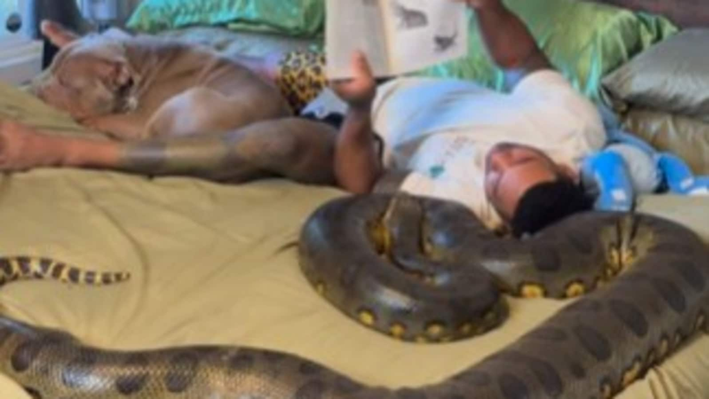 ‘Nerves of steel’: Man casually reads book on bed with giant python beside him. Viral video | Trending