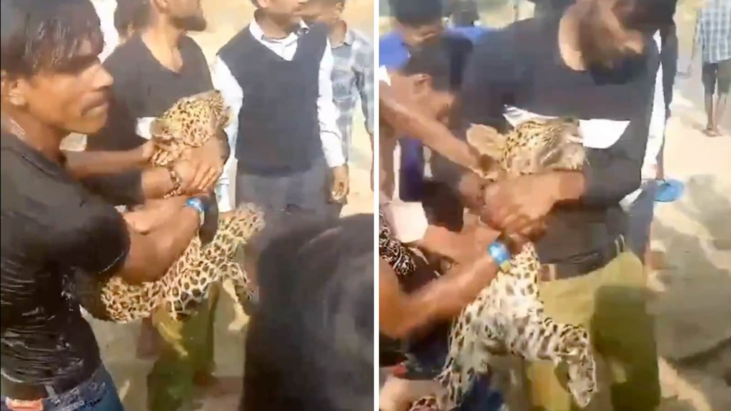 Ruthless men choke leopard with bare hands in Uttar Pradesh. Hair-raising video angers internet | Trending