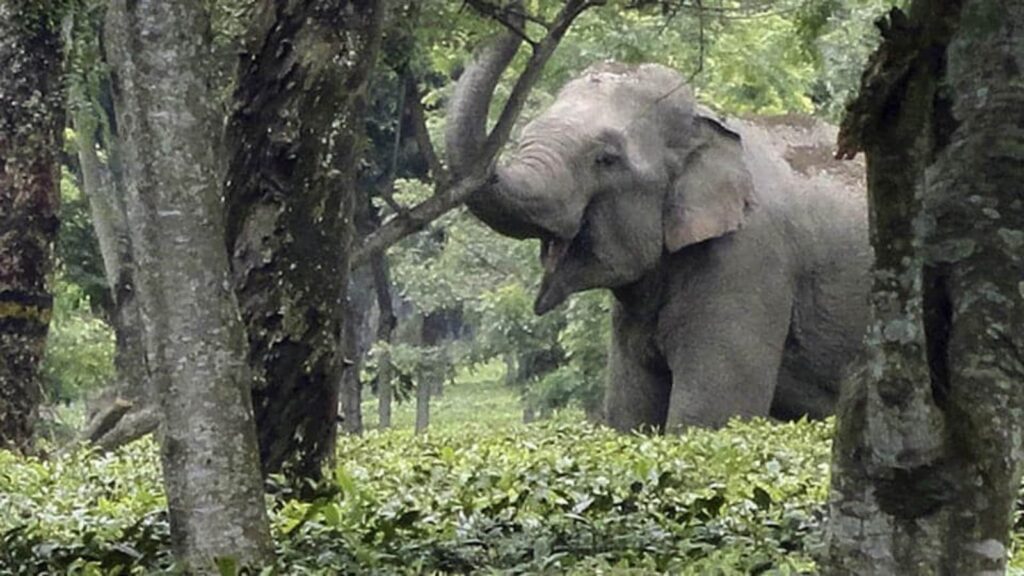 ‘Tax collector’ elephant halts vehicles in Sri Lanka to gather food, goes viral for his hustle | Trending