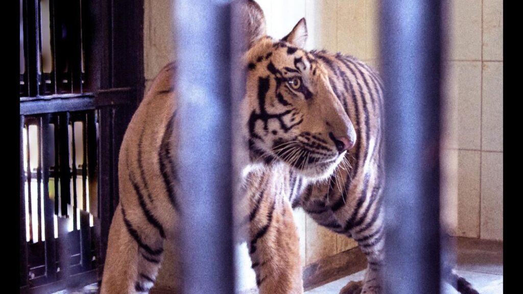 Tiger that killed two farmers dies days after arrival at Kanpur Zoo