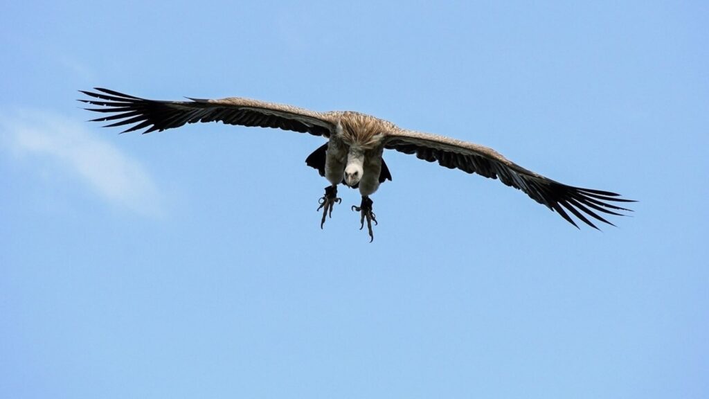 Vulture crashes into plane cockpit’s windshield in Brazil, pilot’s quick thinking averts disaster | Trending