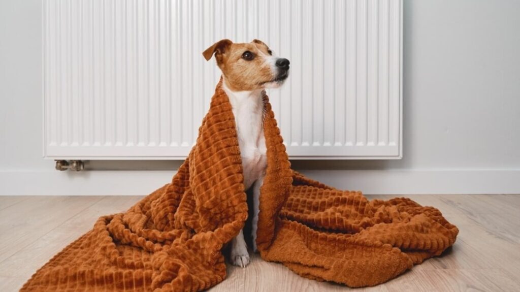 Winter apparel to diet: Essential winter care tips to keep your dogs warm and comfortable