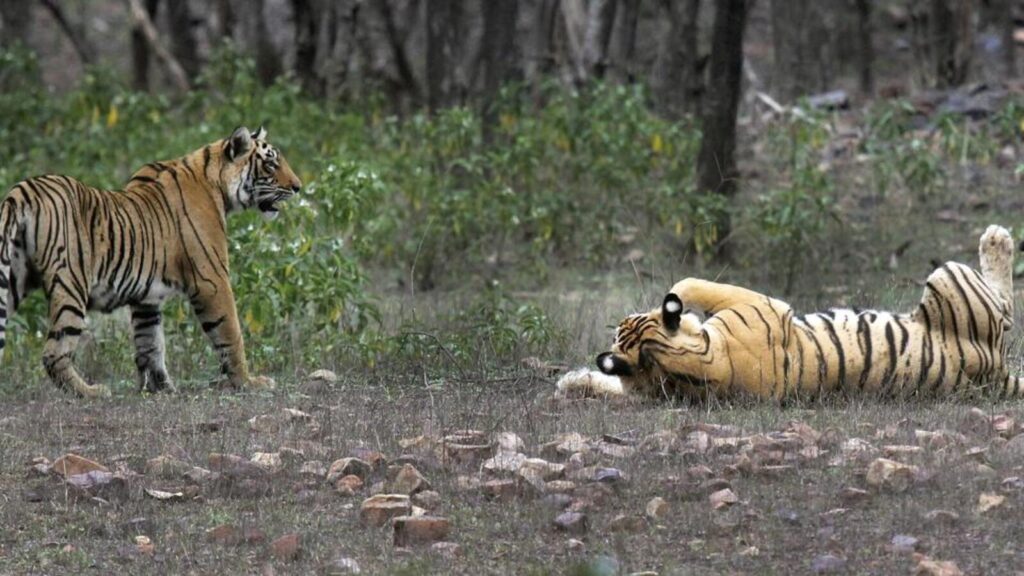 2-year-old tigress beaten to death by villagers in UP after it attacks 2 persons