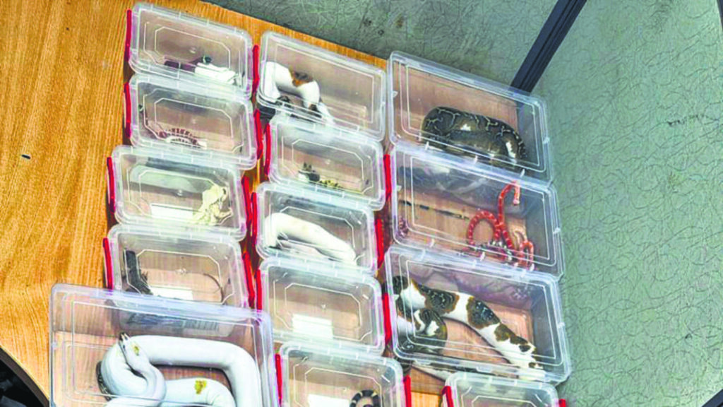 3 on Bangkok flight arrested with exotic animals at Delhi airport | Latest News Delhi