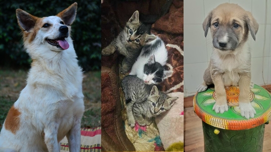 Adopt a Pet: Delhi-NCR residents, bring home a loving companion to add to the spring cheer