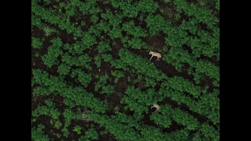 Advanced technology aids wildlife conservation, mitigation of man-animal conflict