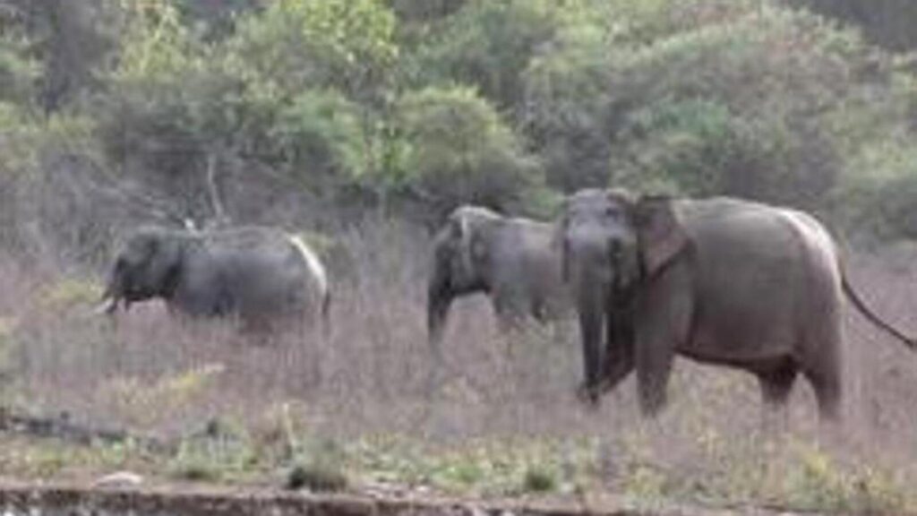 Andhra Pradesh: Five devotees en route to temple dead in elephant attack | Latest News India