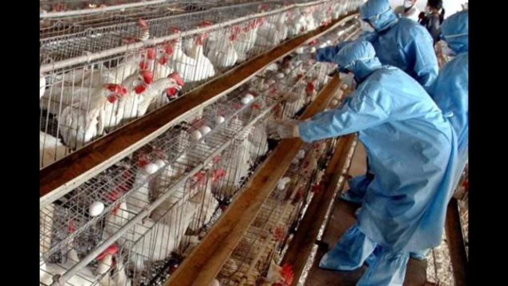 Animal husbandry dept inspects poultries in Pune district 