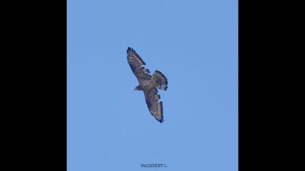 At 248, Pune city records second highest bird species sightings in Maha