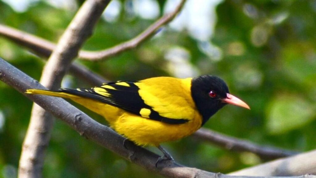 Big bird day 2025 records 243 species across Delhi-NCR | Latest News Delhi