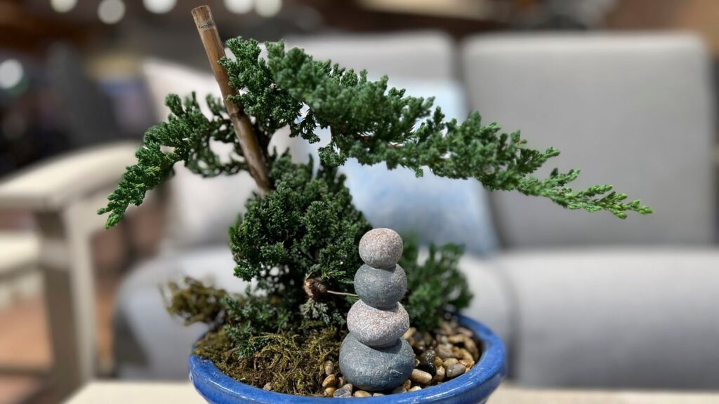 Bonsai gardening 101: A beginner’s guide to growing and nurturing your miniature tree