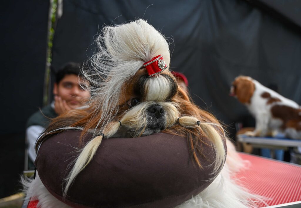 Bow-wow! Noida authority’s Pet Roll Carnival 2025 wins hearts of Delhi-NCR residents
