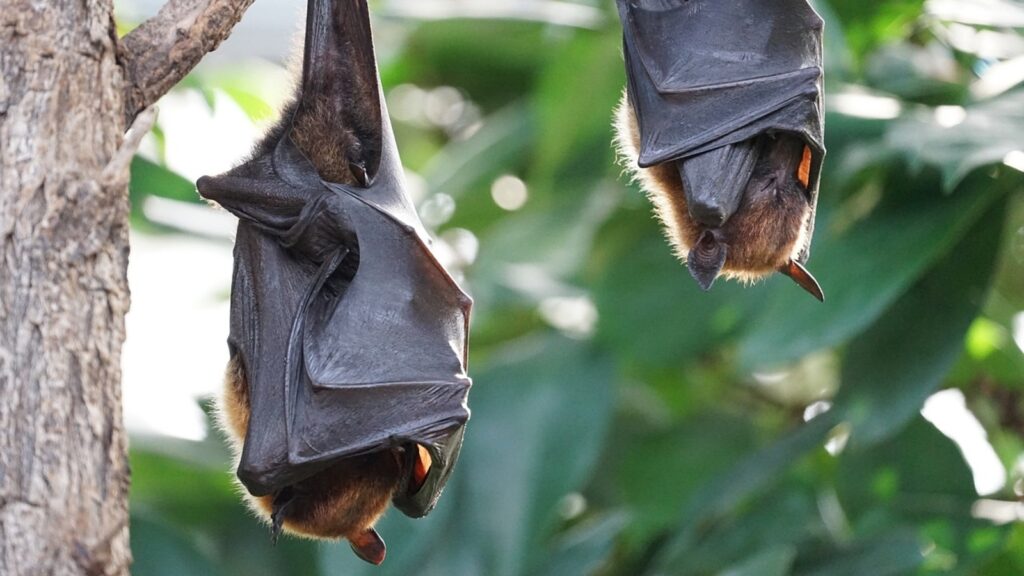 Covid-19-like bat virus discovered in Wuhan lab, poses risk of animal-to-human transmission | World News