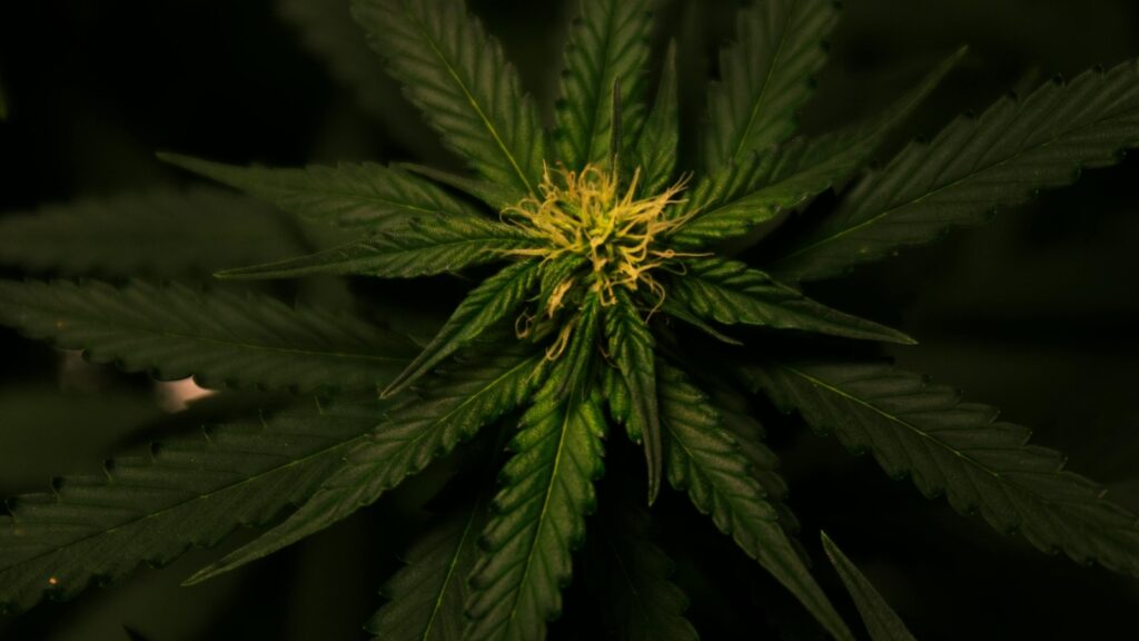 Daily Cannabis use linked to cannabinoid hyperemesis syndrome: Study | Health