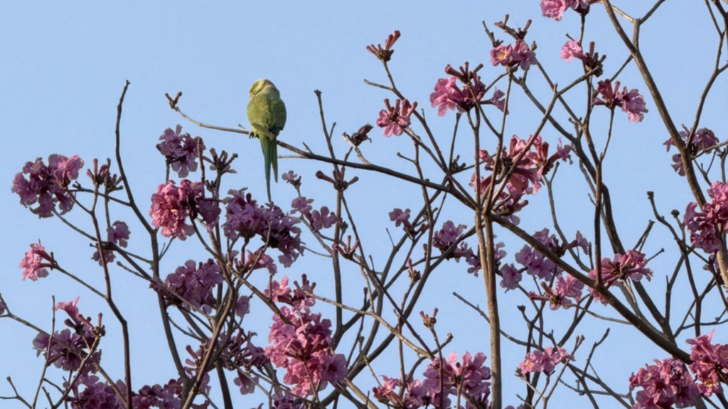 Delhiwale: Pink Lodhi | Latest News Delhi