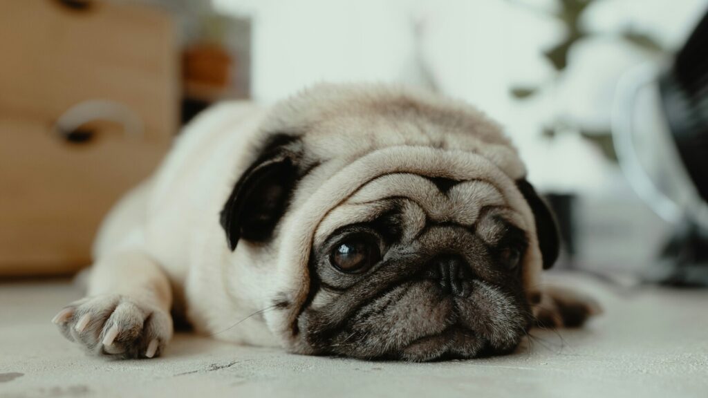 Diabetes and hypertension in pets: Nutritionist shares guide to prevent these conditions in your furry friends