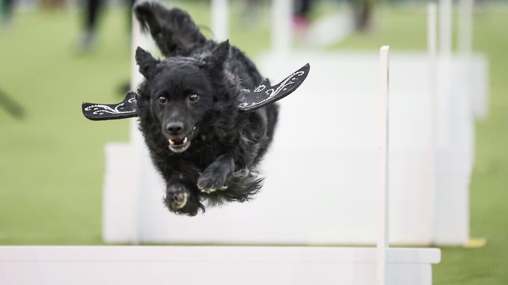 Dog Bowl: When the canines put forward their athletic foot in New York | Photos