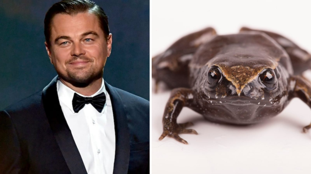 Ecuador names newly-discovered frog species after Leonardo DiCaprio. Here’s why | Trending