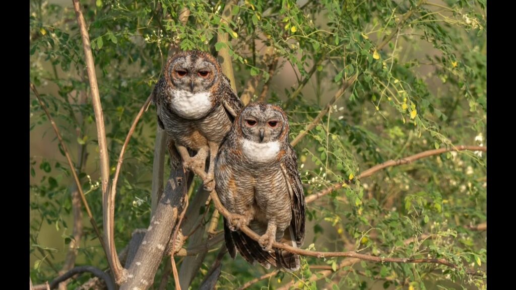 Forest dept bans photography in Pune’s Supe village over bird call playback concerns