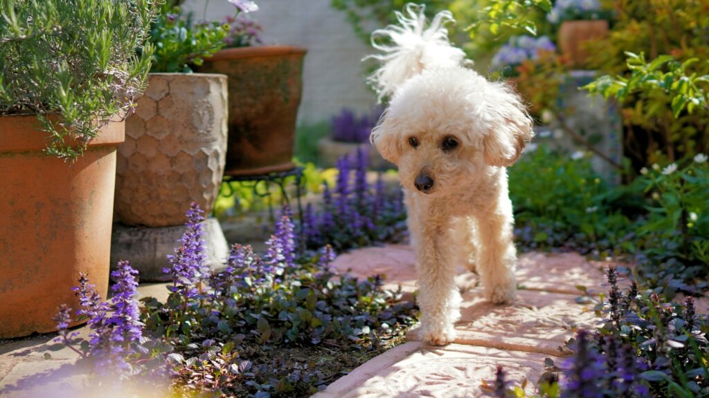 From digging to pee spots: How to make your garden dog-friendly without losing your plants
