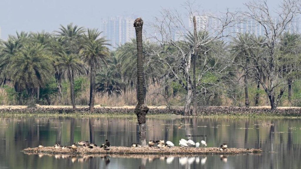 Gr Noida: Bird festival hosted at Surajpur Wetland 
