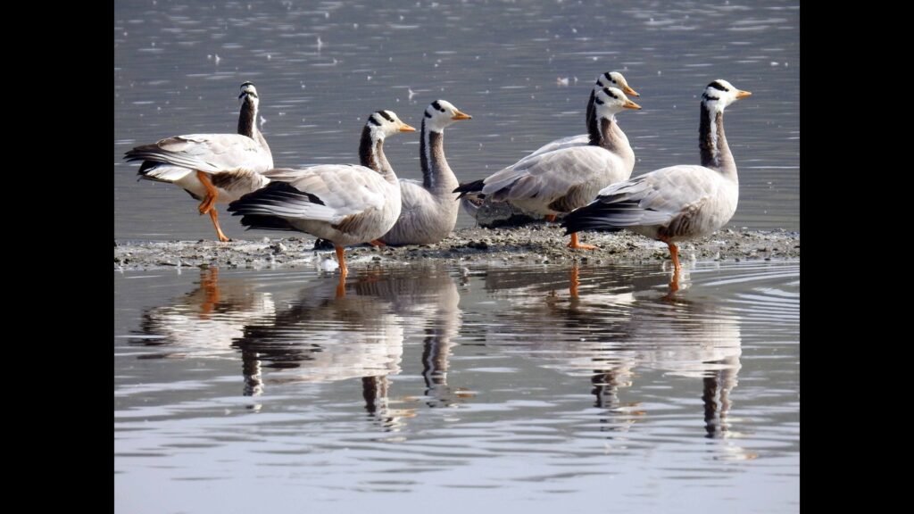 Hastinapur Sanctuary: Bird numbers soar, species’ diversity declines