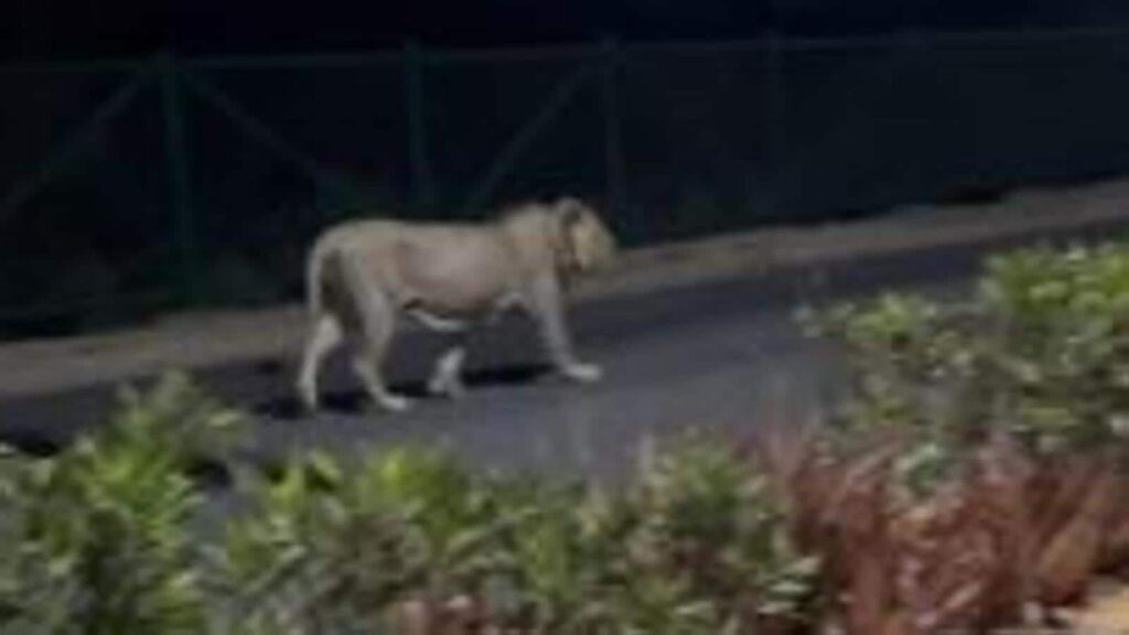 Have Asiatic lions from Gujarat found a new home in Diu? | Latest News India