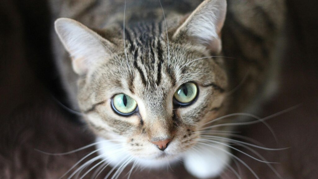 Household cats in danger: Study connects unpasteurized milk to deadly bird flu