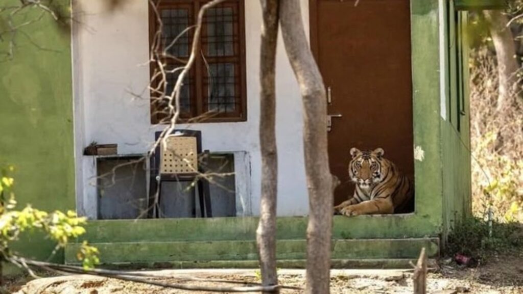 IFS officer shares photo of ‘original forest guard’ resting at anti-poaching camp entrance | Trending