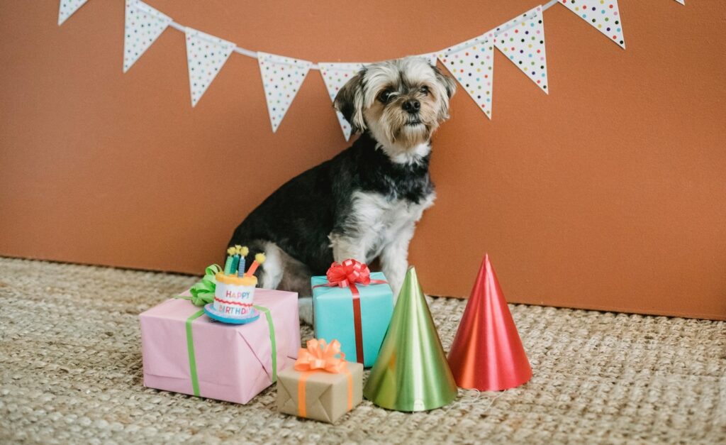 It’s your pet’s birthday? Here are 6 ways you can pamper and spoil your furry friend on their special day
