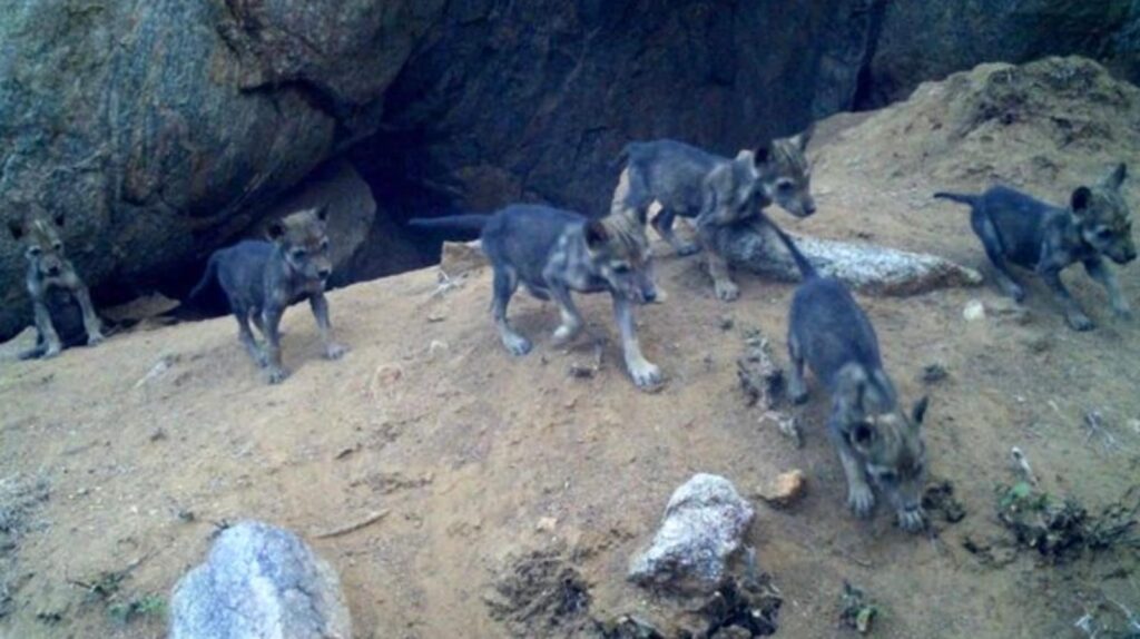 Karnataka’s first wolf sanctuary reports birth of five endangered Indian grey wolf pups: Report | Bengaluru